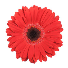 Red Gerbera Isolated
