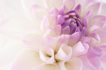 Fotomurales - White dahlia close-up