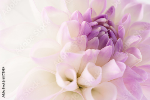 Naklejka na drzwi White dahlia close-up
