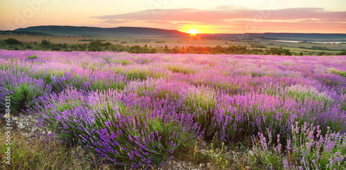 Naklejka - mata magnetyczna na lodówkę Meadow of lavender.