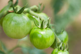 Fototapeta Kuchnia - ミニトマトの栽培