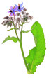 Borretsch (Borago officinalis)