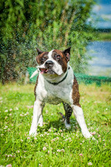 American staffordshire terrier shaking off water