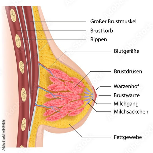 Fototapeta na wymiar Anatomie der weiblichen Brust