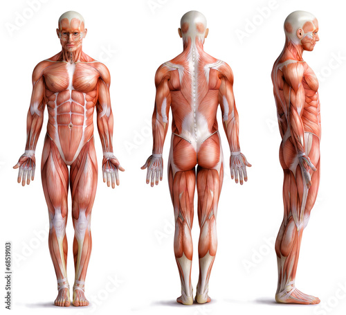 Naklejka na kafelki Trójwymiarowa anatomia struktury ciała człowieka
