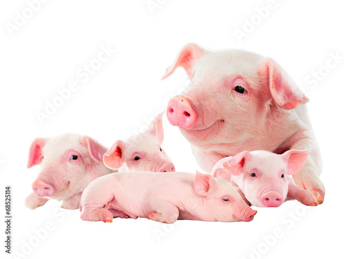 Fotografía The sow with its pink piglets. isolated on white.