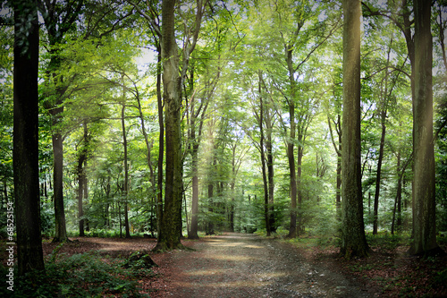 Naklejka na szybę Waldweg