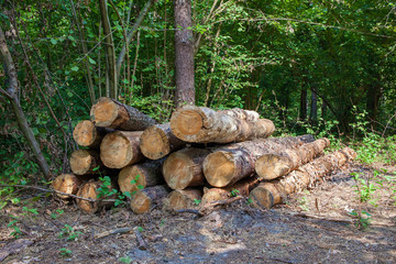 Logs in the wood