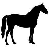 Fototapeta Konie - black horse silhouette 2