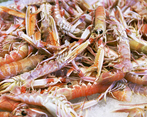 Wall Mural - background of fresh scampi