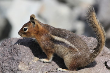 Sticker - Cascade Golden-mantled Ground Squirrel