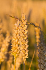 Wall Mural - Wheat field and blue sky