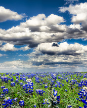 Bluebonnet Fields In Texas