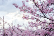 Sakura - Flor de cerejeira - Cherry blossom
