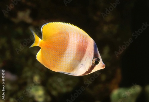 ミゾレチョウチョウウオ Stock 写真 Adobe Stock