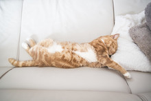 Tabby Cat Sleeping On Couch 