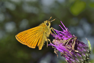 Canvas Print - Small butterfly (Augeades) 12