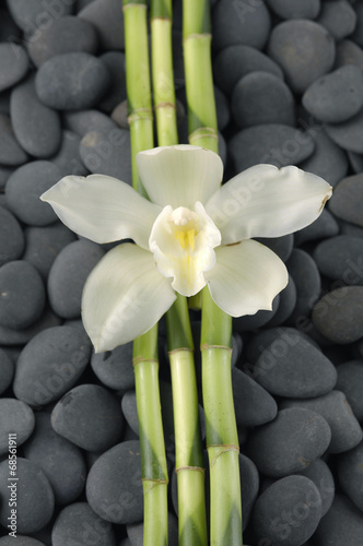 Naklejka na meble White orchid and set of bamboo grove on gray stones