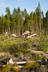 Wall Mural - Landscape left Scarred after Logging Clear Cut