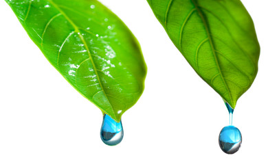 Wall Mural - drop of water on a green leaf