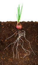 Onion Growing Plant With Underground Root Visible