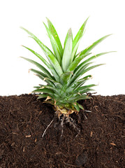 Canvas Print - Growing plant with underground root visible