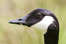 Canada Goose Side Profile Portrait