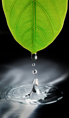 Wall Mural - water drops from green leaf