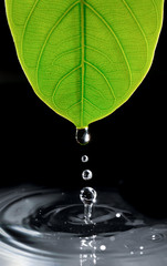 Wall Mural - water drops from green leaf