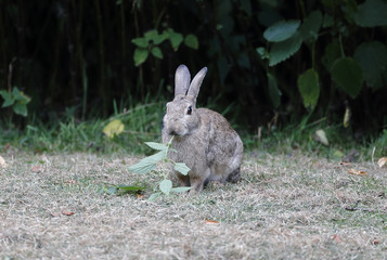 Canvas Print - Rabbit, Lepus curpaeums