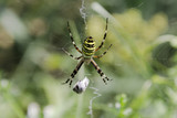 Fototapeta Tulipany - Garden spider (Argiope aurantia) in the net with wrapped prey