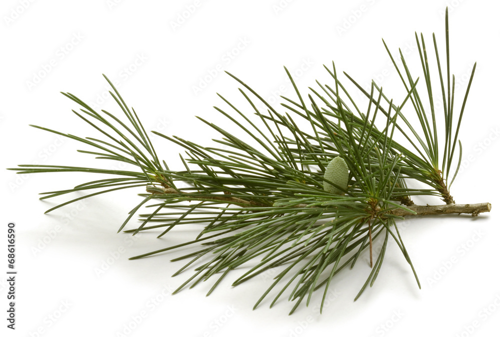Pinus sylvestris Scots pine Waldkiefer Sosna zwyczajna - obrazy, fototapety, plakaty 