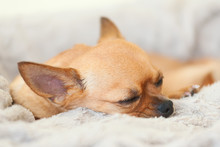 Sleeping Red Chihuahua Dog On Beige Background.