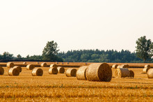 Round Straw Bales In Harvested Fields And Blue Sky