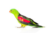 Fototapeta Łazienka - Red-Winged Parrot (Aprosmictus erythropterus) in profile . isola