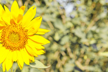 Wall Mural - sunflowers in bright sunlight