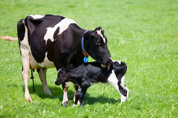 Wall Mural - Cow with newborn calf