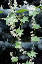 Echinocystis Lobed Wild Plant Blossoming