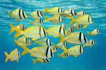 School Of Tropical Fish Near Water Surface
