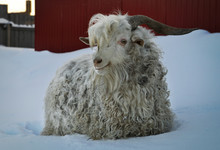 The Angora Goat In Winter At Farm