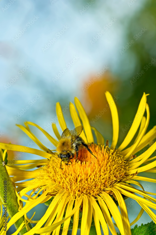 Bee on a flower - obrazy, fototapety, plakaty 