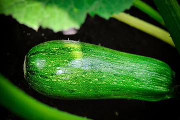 Sticker - Fruit of zucchini in vegetable garden