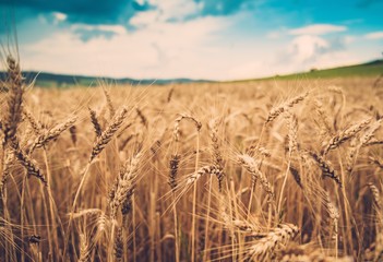 Wheat field on summer day