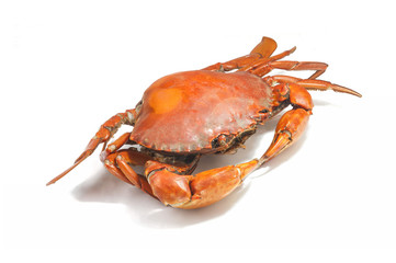 Wall Mural - Large steamed crab cooked in red on a white background.