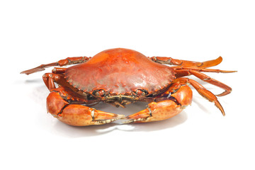 Wall Mural - Large steamed crab cooked in red on a white background.