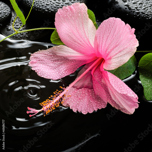 Naklejka ścienna Beautiful spa concept of pink hibiscus, green tendril passionfl