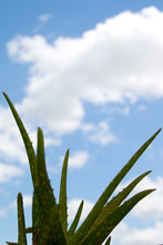 Aloe Vera Plant Against Cloud Filled Blue Sky