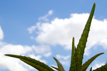 Healing Aloe Vera Plant Against Blue Sky