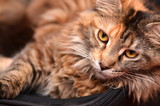 Fototapeta Zwierzęta - piękny portret młodej kotki rasy maine coon
