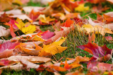 Wall Mural - colorful autumn leaves nature background